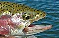 Rainbow trout