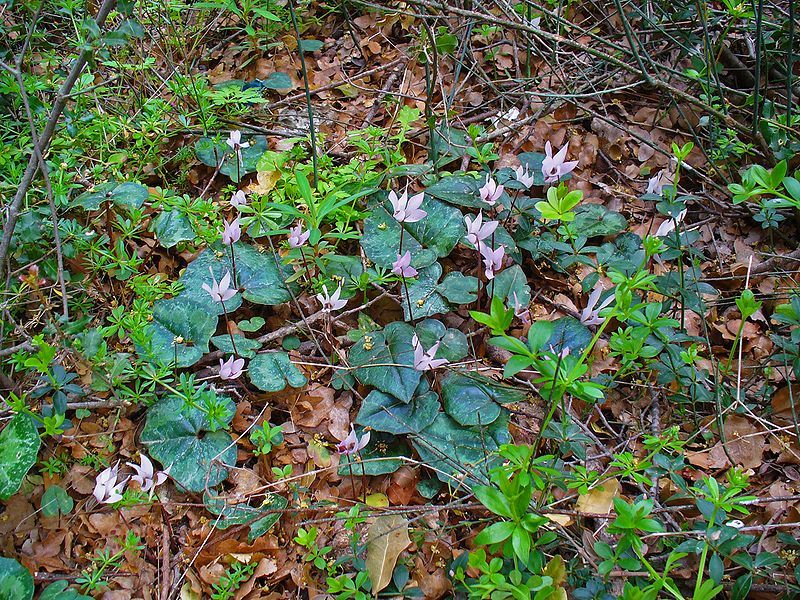 File:Cyclamen creticum 001.JPG