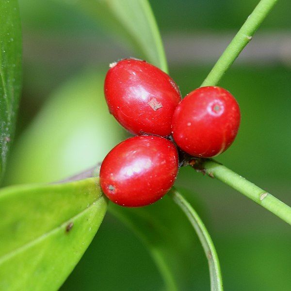 File:Daphne kiusiana (fruits).jpg