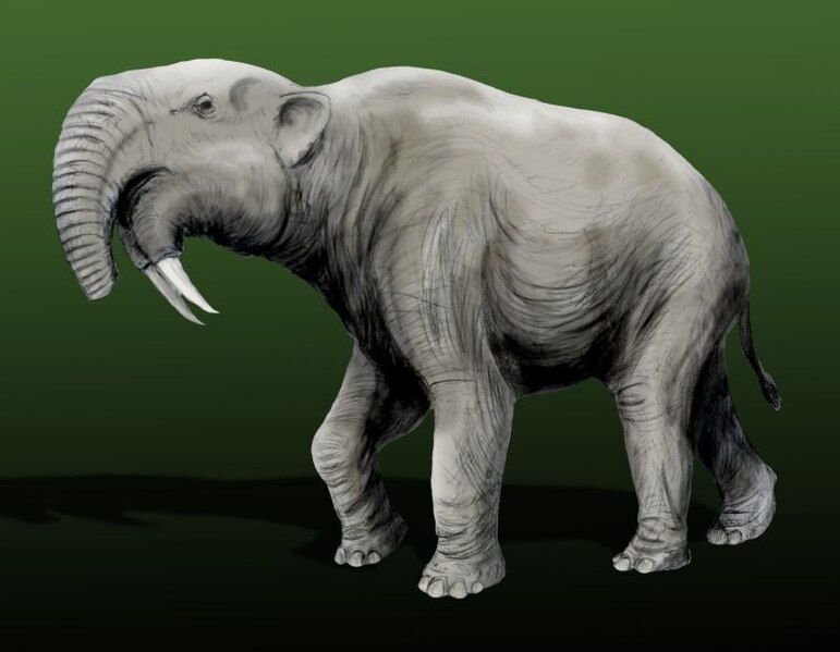 File:Deinotherium giganteum.jpg