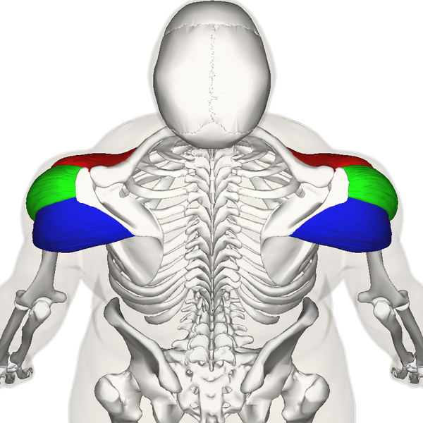 File:Deltoid muscle top9.png