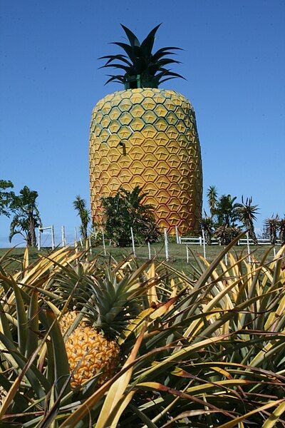 File:Eastern Cape-Big Pineapple-001.jpg