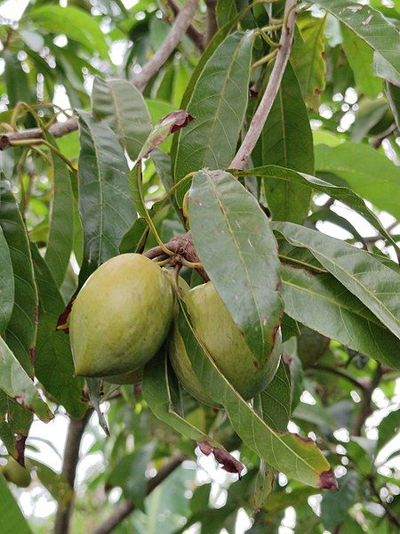 File:Egg Fruit.jpg