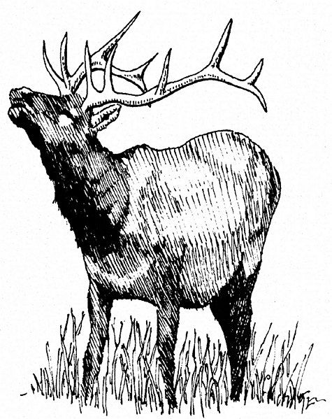 File:Elk rutting.jpg