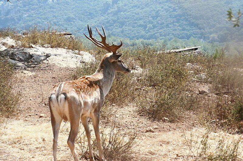 File:Fallow deer israel.JPG