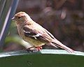 Chaffinch (female)