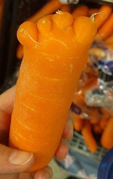 File:Foot carrot (cropped).jpg