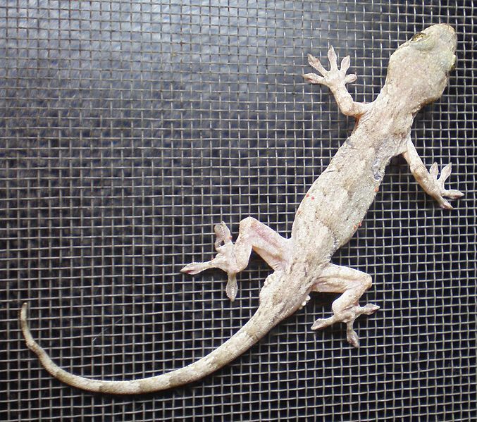 File:Gekko japonicus.JPG