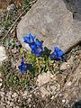 Gentiana alpina