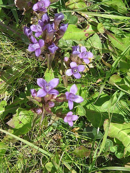 File:Gentianella campestris002.jpg