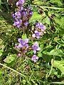 Gentianella campestris