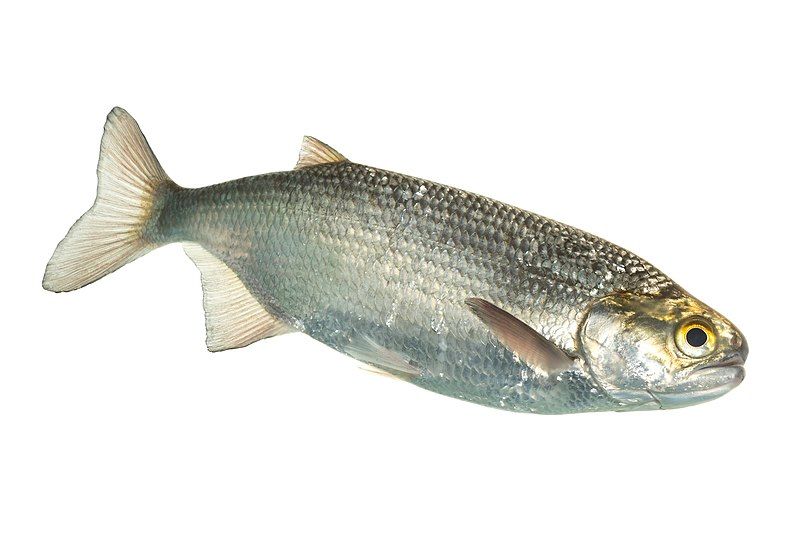 File:Goldeye Hiodon alosoides.jpg