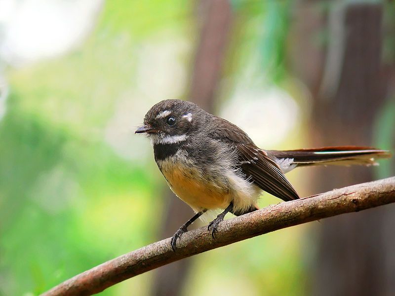 File:Grey Fantail1444.jpg