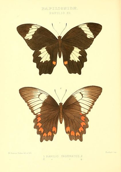 File:GroseSmithKirby1892RhopExotPapilioXII.jpg