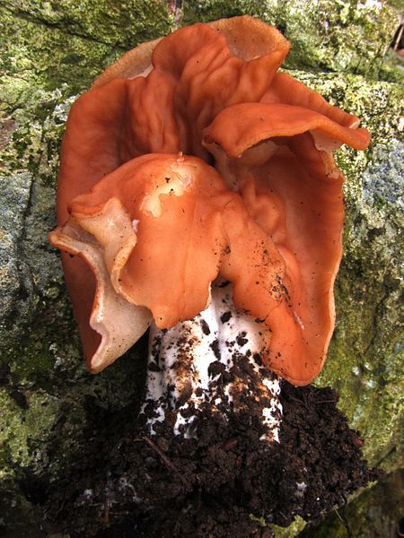 File:Gyromitra brunnea 208044.jpg