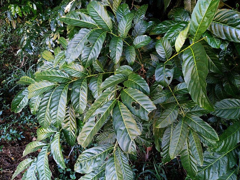 File:Harpullia-ramiflora-SF22222-04.jpg