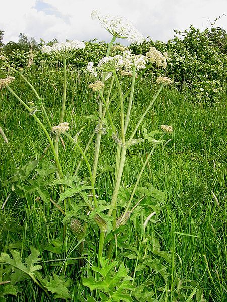 File:Heracleum sphondylium Berenklauw.jpg