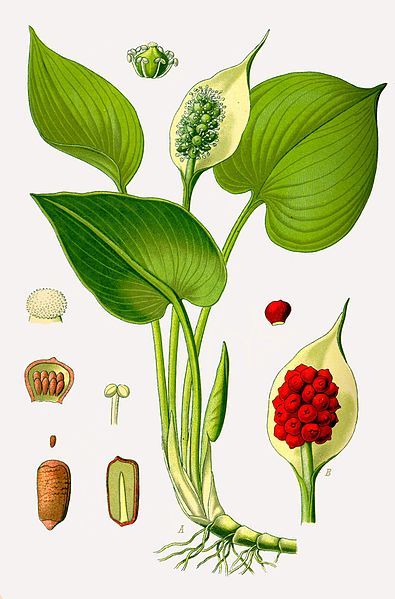 File:Illustration Calla palustris0.jpg