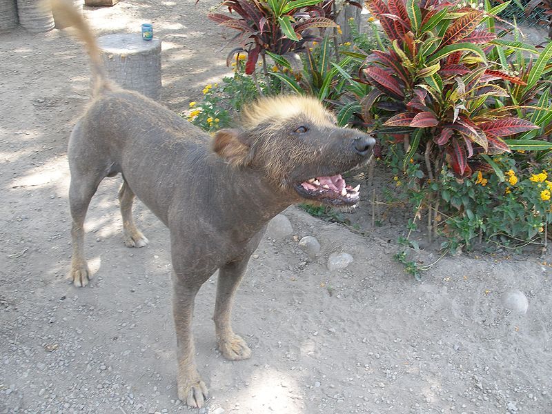 File:Inca Hairless Dog.JPG