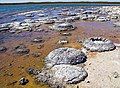 Image 6Lithified stromatolites on the shores of Lake Thetis, Western Australia. Archean stromatolites are the first direct fossil traces of life on Earth. (from History of Earth)