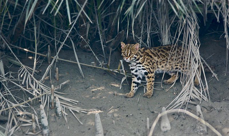 File:Leopard cat India.jpg