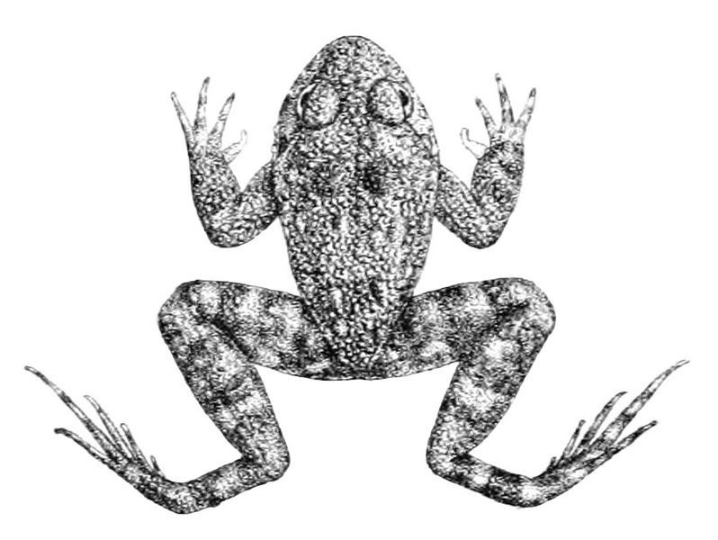 File:Nannophrys guentheri.jpg