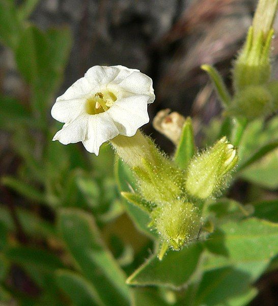 File:Nicotiana obtusifolia 3.jpg