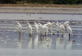 Chinese egrets Egretta eulophotes