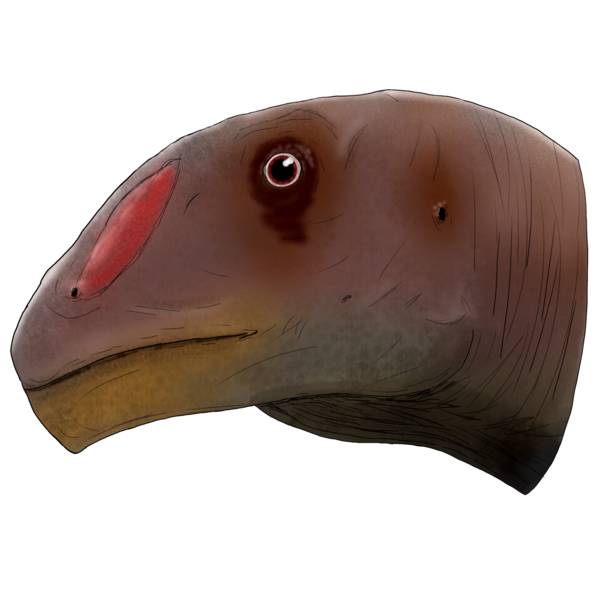 File:Omeisaurus junghsiensis LMR.png