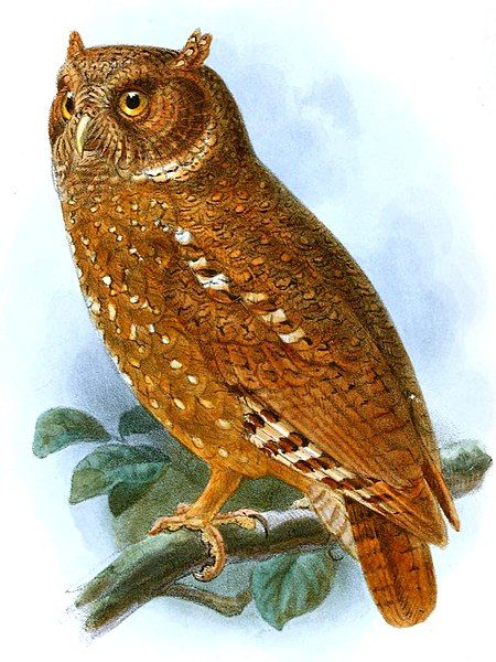 File:Otus icterorhynchus.jpg