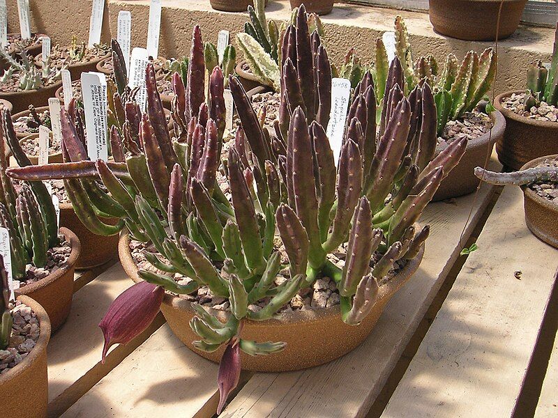 File:PICT8942-Stapelia-leendertz.jpg