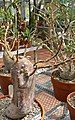 Pachypodium succulentum