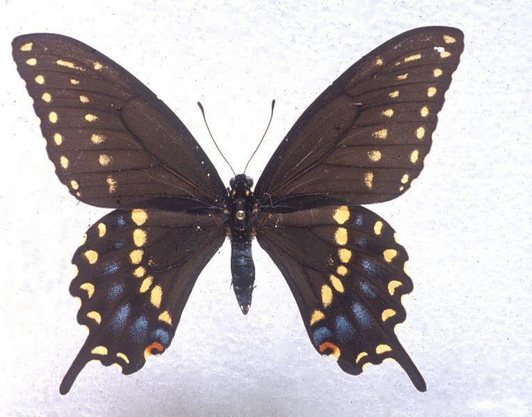 File:Papilio joanae male.jpg