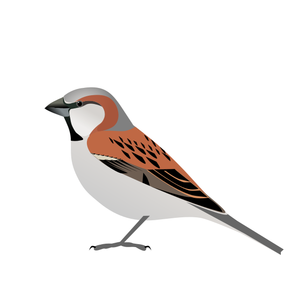 File:PasserMotitensis.svg