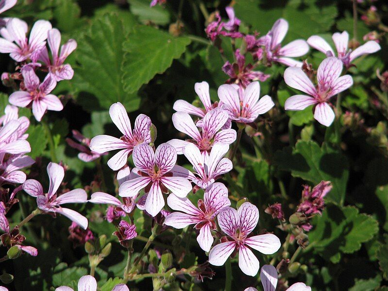 File:Pelargonium benambra.jpg