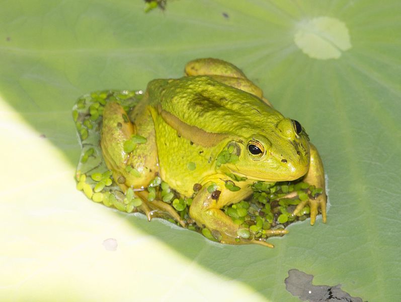 File:Pelophylax chosenicus (cropped).jpg