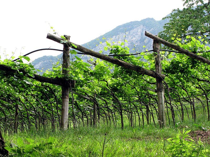 File:Pergola trentino.JPG