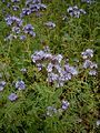 Phacelia tanacetifolia