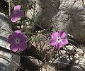 Three-seed Phlox, still Carlsbad Caverns NP