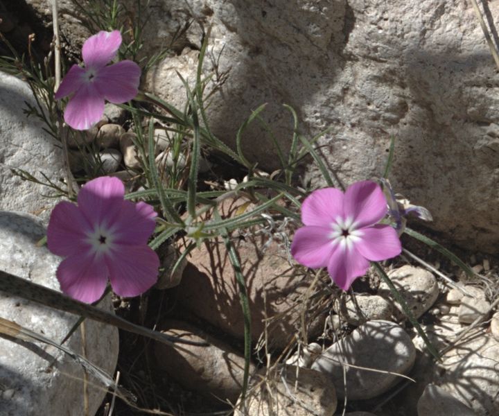 File:Phlox triovulata.jpg