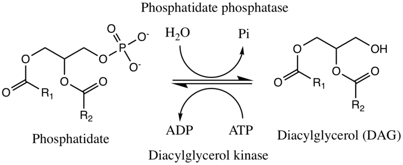 File:Phosphatidate phosphatase reaction.png