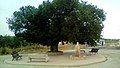 Fountain and tree