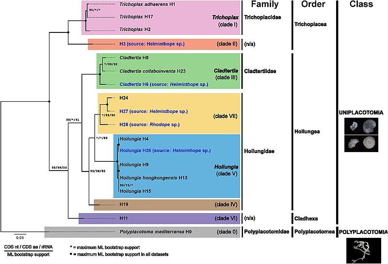 File:Placozoa cladogram.jpg