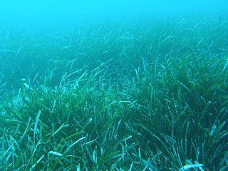 Posidonia oceanica