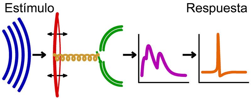 File:Processing of sound-es.jpg