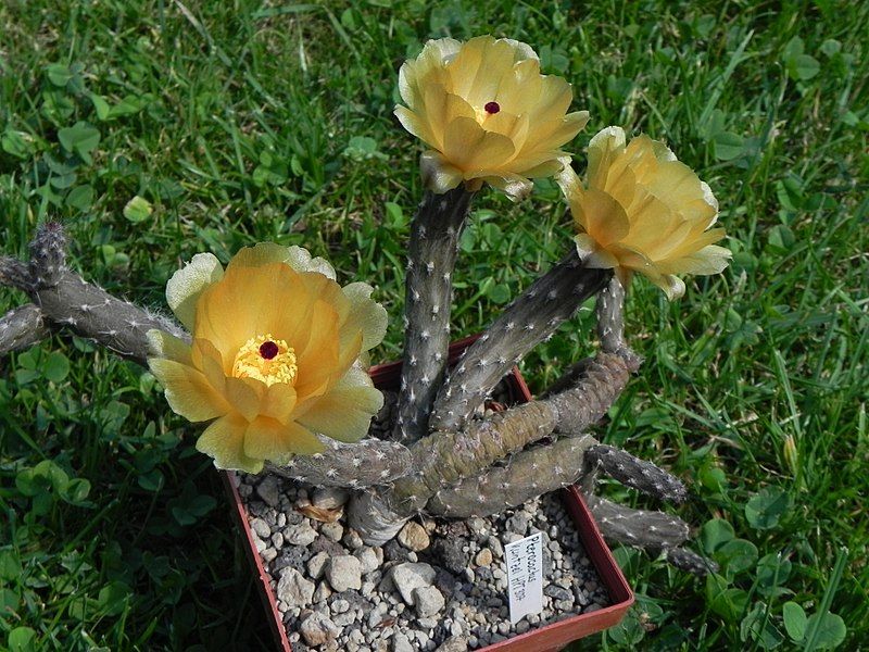 File:Pterocactus tuberosus.JPG