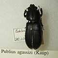 Publius agassizi