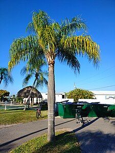 Syagrus romanzoffiana growing in Central Florida