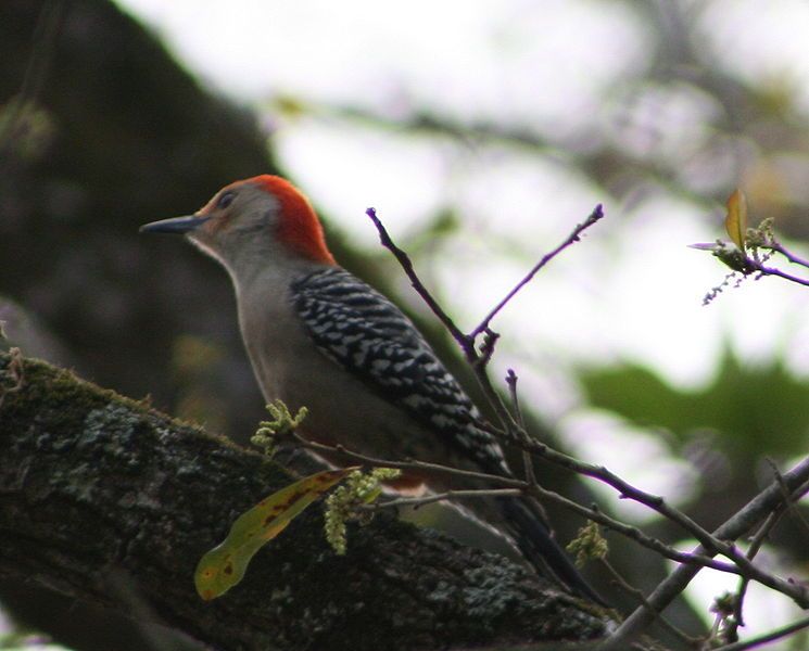 File:Red-Bellied Woodpecker.jpg