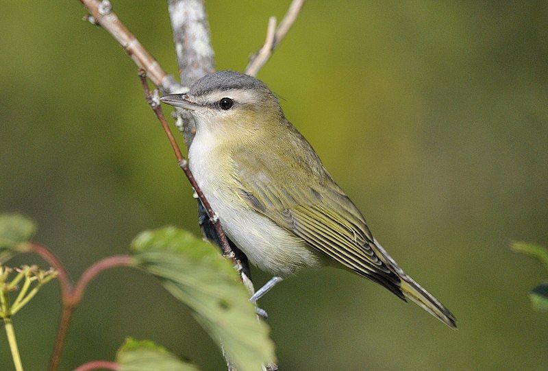 File:Red-eyed Vireo (8577463371).jpg